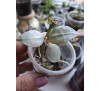 Хойя  HOYA Curtisii 